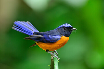 bird with tail wagging while perform its actions, male of rufous-bellied niltava