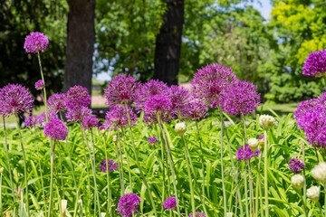 Blooming decorative onions in the park. Purple beautiful large flowers of decorative allium.