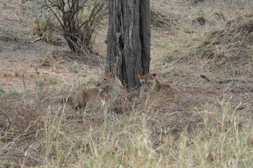 portrait of two lions chilling in the savannah of tarangire national park tanzania