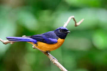 male of rufous-bellied niltava, most vivid color bird perching on beautiful branch