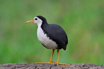 black and white bird standing on dirt cliff over green grass background, white-breasted waterhen, amaurormis phoenicurus