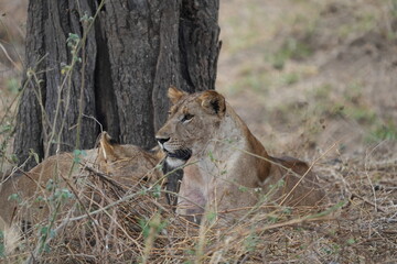 portrait of a pair of lionesses laying in the high grass of the savannah in tarangire national park