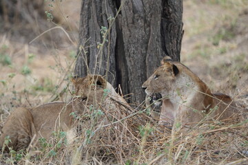 pair of female lionesses laying in the grass under a tree in the savannah of tarangire national park tanzania