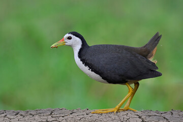 black and white bird picking worm meal in its beaks, white-breasted waterhen, amaurormis phoenicurus