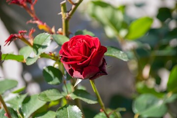 red rose in the garden.