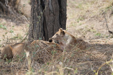 portrait of a pair of lionesses lying in the savannah in tarangire national park tanzania