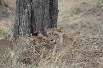 portrait of a pair of lionesses laying in the high grass of the savannah in tarangire national park