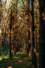 Obraz premium Reforestation of pinus elliot within a forest on the farm. Wood widely used in the pulp industry and in civil construction and furniture.