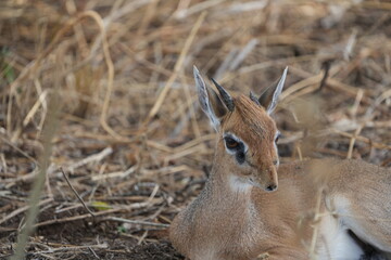 portrait of a male dikdik laying in the savannah of the tarangire national park tanzania