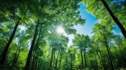 Fototapeta premium sunlight trees blue sky
