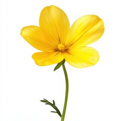 Obraz premium Vibrant Yellow Flower Isolated on White Background.