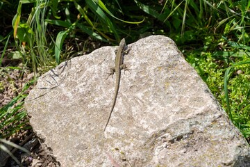 A green lizard basks on a large stone in the forest.