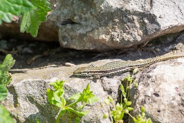 A green lizard basks on a large stone in the forest.