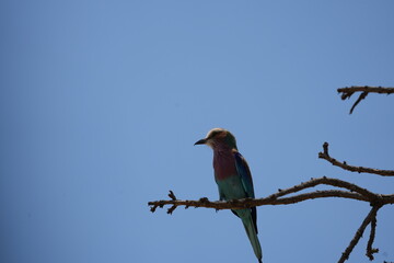 portrait of a lilac breasted roller against a blue sky in tarangire national park tanzania