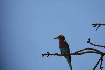 portrait of a lilac breasted roller against a blue sky in tarangire national park tanzania