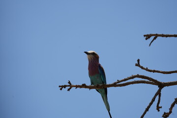 portrait of a lilac breasted roller against a blue sky in tarangire national park tanzania