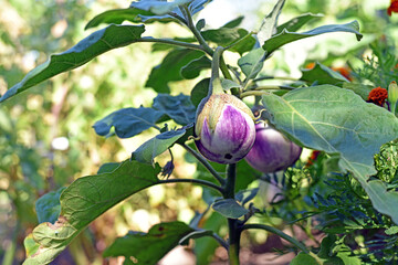Thai eggplant. rotonda bianca sfumata di rosa. Fresh Thai Purple round eggplant. healthy food,...