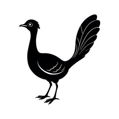 Eye Catching Superb Lyrebird Black Vector Imagery