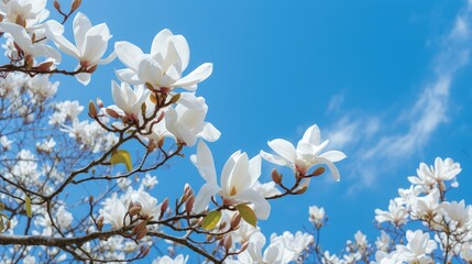 Obraz premium tree magnolia trees