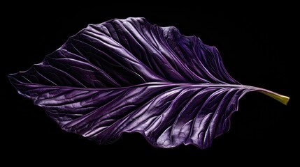 purple scrolls leaf