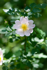 beautiful rosehip flower close up. Rosehip, Rosa canina light pink flowers bloom on the branches, beautiful wild shrub. Rosa woodsii, a variety of rose hips known as woods or indoor rose. text