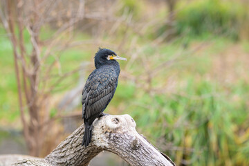 A Great Cormorant resting on a lying tree