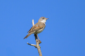 A Common Whitethroat sitting on a top of a tree