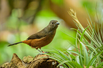 A female Brazilian tanager standing on the ground