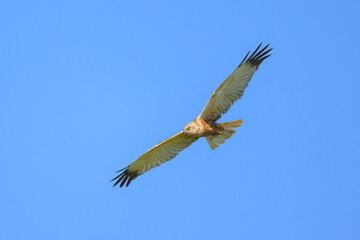 A Western Marsh Harrier in flight blue sky