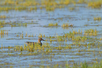 A Garganey swimming on a lake in summer
