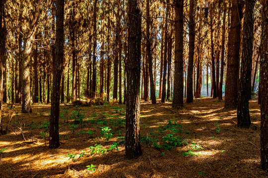 Reforestation of pinus elliot within a forest on the farm. Wood widely used in the pulp industry and in civil construction and furniture.