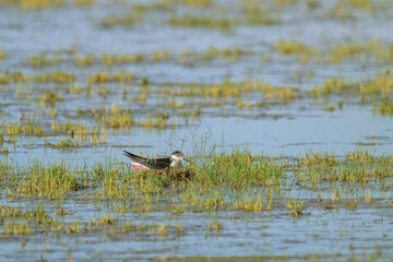 A black winged stilt sitting on the nest