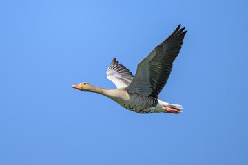 Greylag goose in flight on a sunny day in springtime