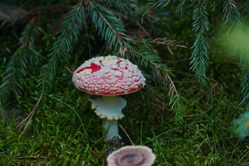 Mushrooms toadstools, fly red mushrooms fungi. red amanita in forest Autumn, orange mushroom, fly agaric in the forest, uneatable mushroom, amanita muscaria in the park, poisonous mushroom