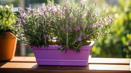aromatic rosemary plant
