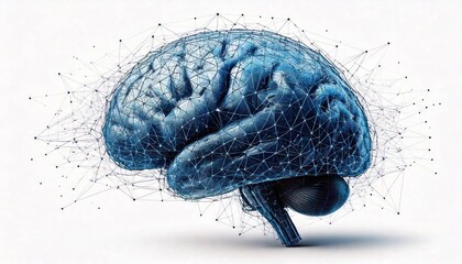 human brain model