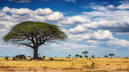 Obraz premium serengeti safari tree