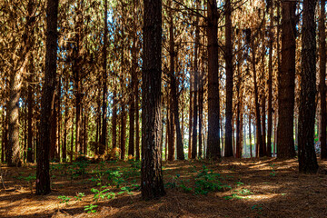 Reforestation of pinus elliot within a forest on the farm. Wood widely used in the pulp industry and in civil construction and furniture.
