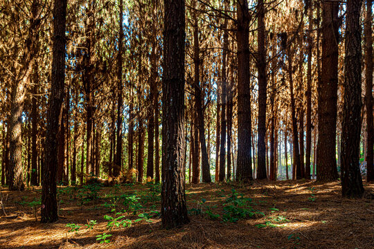 Reforestation of pinus elliot within a forest on the farm. Wood widely used in the pulp industry and in civil construction and furniture.