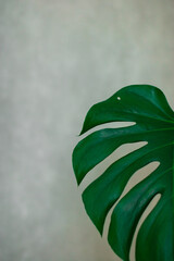 green leaf of a tree