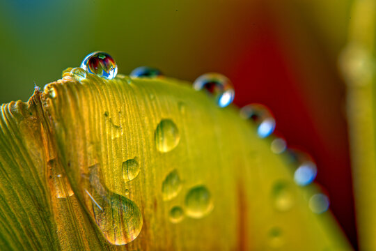 Water drops on edge of yellow tulip
