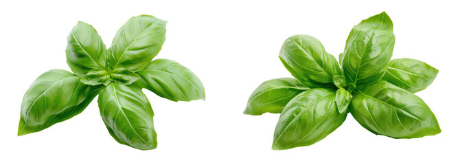 Fresh basil leaves on a white background for cooking and herbal themes., transparent background.