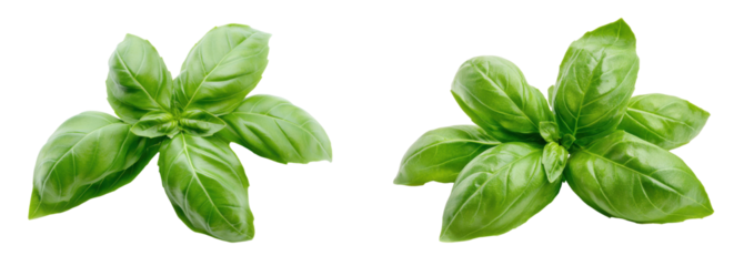 Fresh basil leaves on a white background for cooking and herbal themes., transparent background.