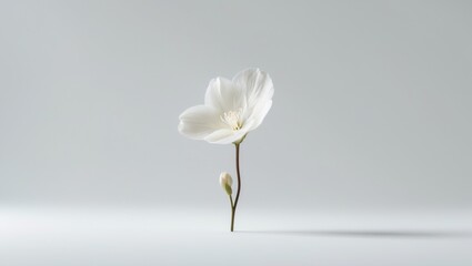 Elegant White Flower with Bud Isolated on Soft Background Clean Template for Text or Design
