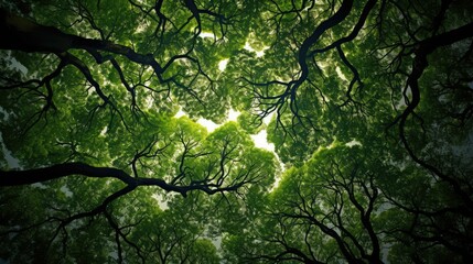 Fototapeta premium nature trees canopy