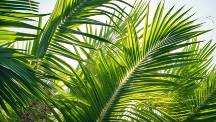 Obraz premium Vibrant Green Palm Fronds Captured in Detail with Natural Light and Clear Space for Text Overlay Ideal for Tropical Themes