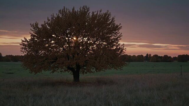 A lone tree in a field at sunset, captured in a wide-angle shot. The video evokes tranquility with its warm, muted colors and serene landscape.