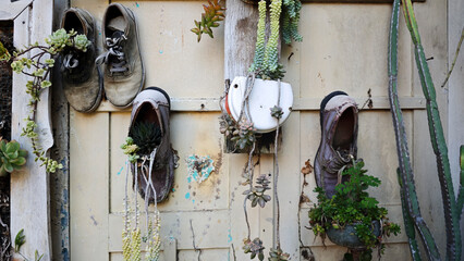 Old shoes creatively reused as succulent planters on a rustic wooden wall with peeling paint surrounded by vibrant greenery and cacti.