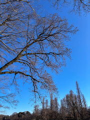 美しい姿の木の枝々、青空を背景に