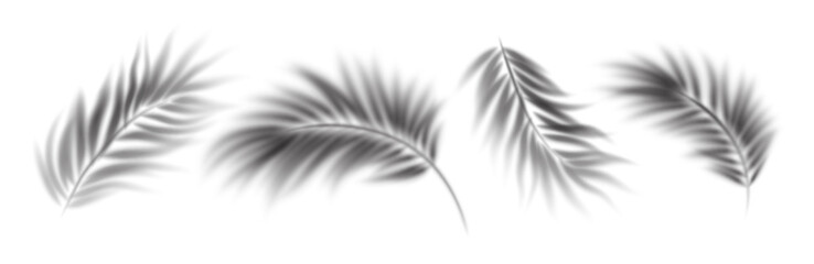 Elegant Palm Leaf Shadows Overlay Set on a White Background in Black and White. Beautiful palm leaf shadows cast on a plain white surface, creating a delicate texture. Vector Illustration
